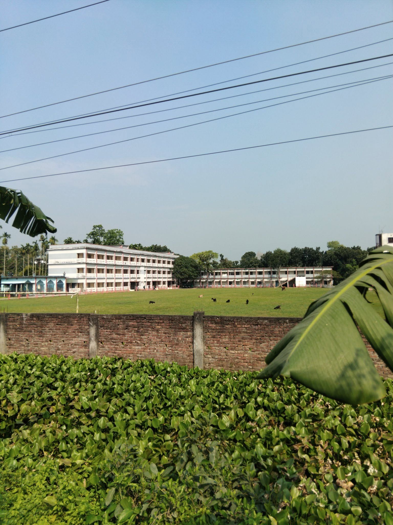 Collage Campus